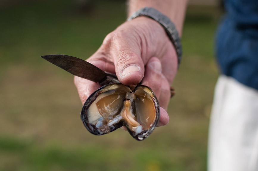 Abel Tasman clean mussel