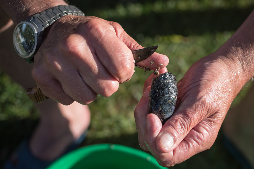 Abel Tasman mussel cleaning