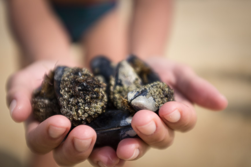 Abel Tasman mussel loot