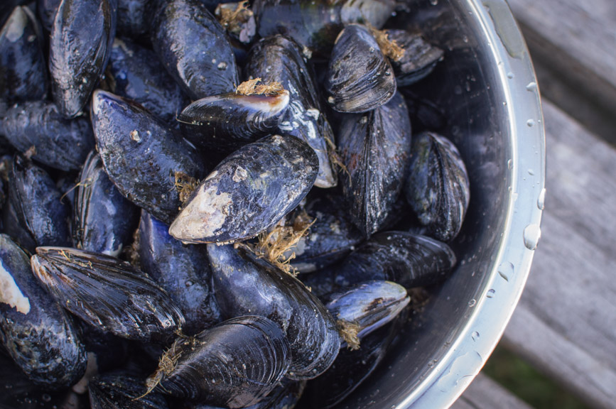 Abel Tasman mussels ready