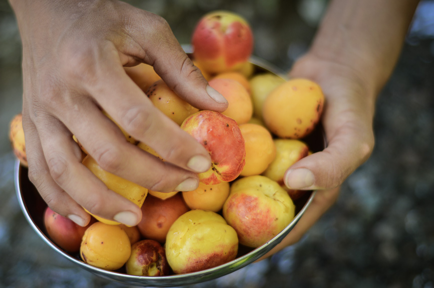 Funnelogyawards-fann apricots