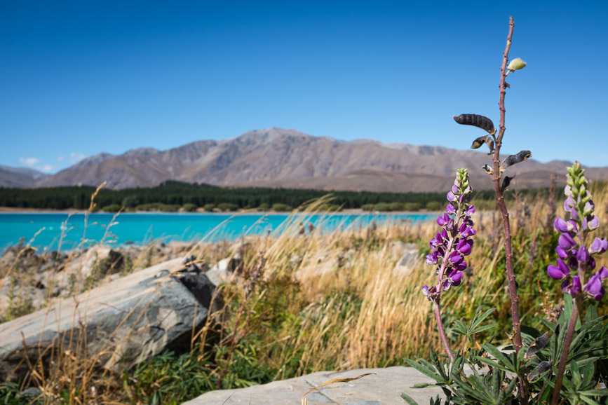 Lake Tekapo purple flowers