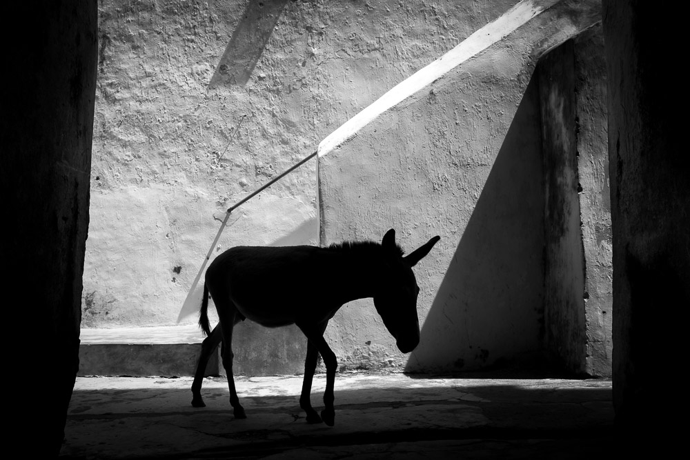 Lamu Tamu part 2 donkey