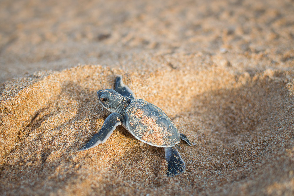 Lamu Tamu turtle