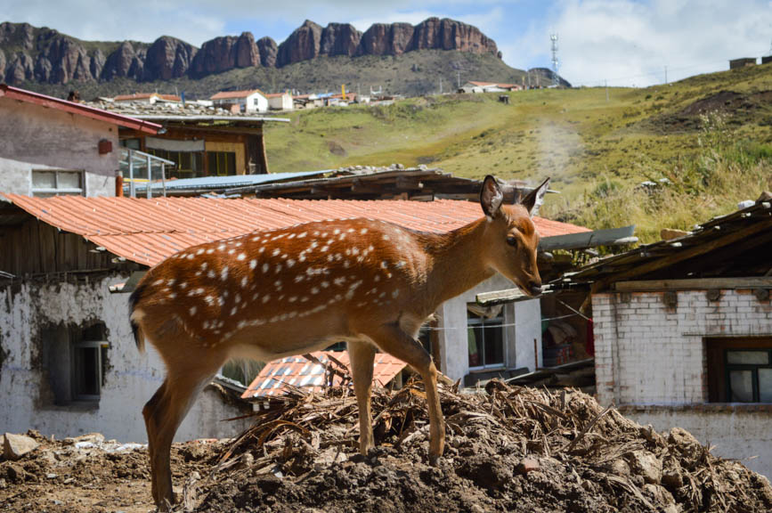 Langmusi bambi