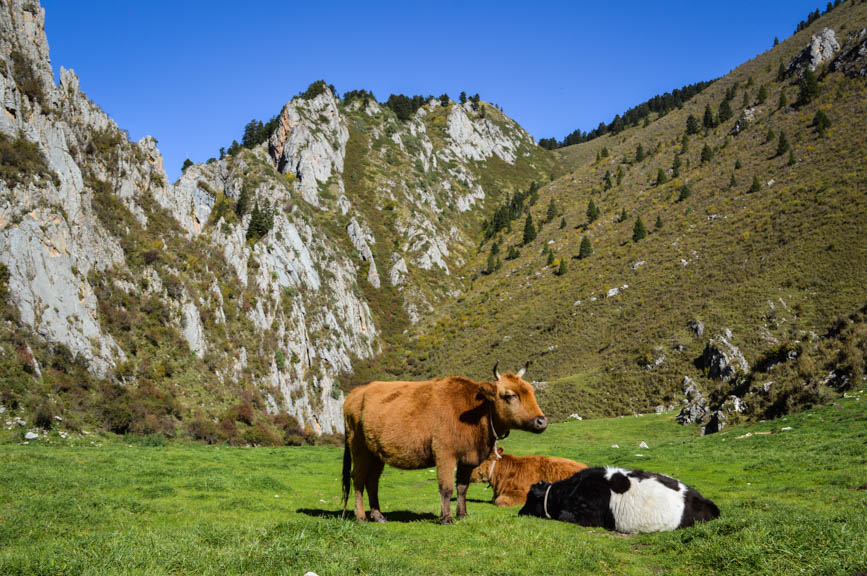 Langmusi cows