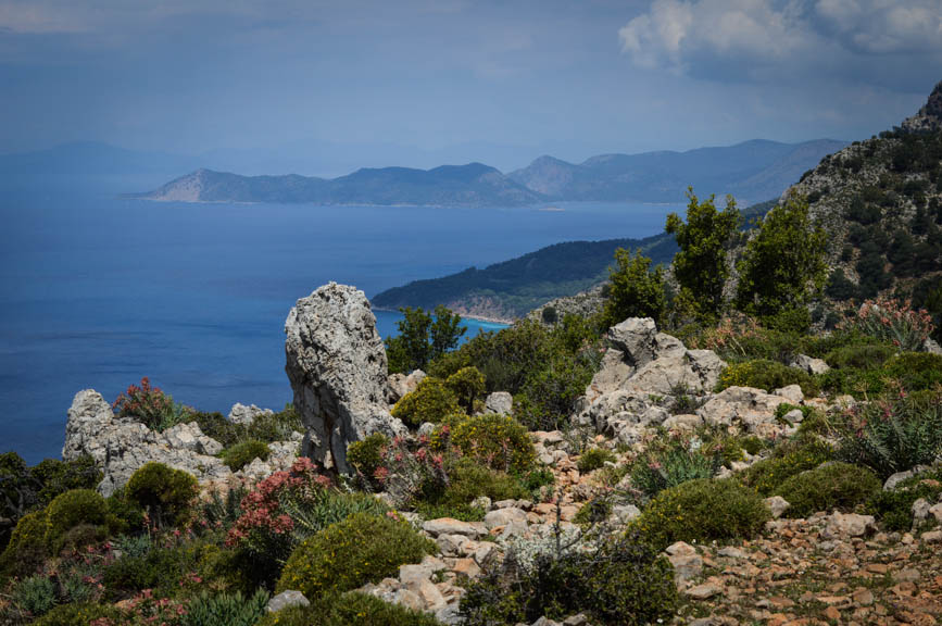 Lycian Way coastal flowers