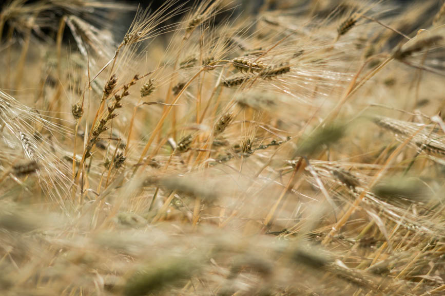 Lycian Way golden fields