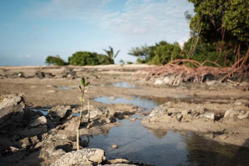 New Caledonia baby mangrove