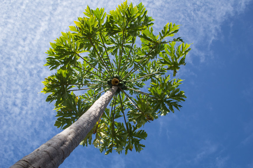 New Caledonia palm tree morning