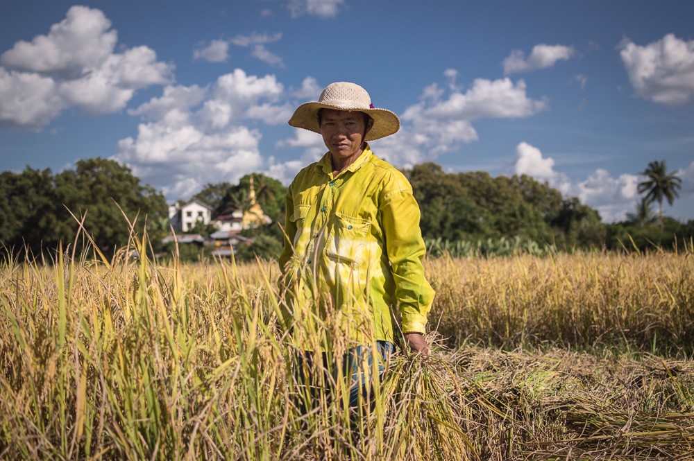 Rice and the Yellow Man