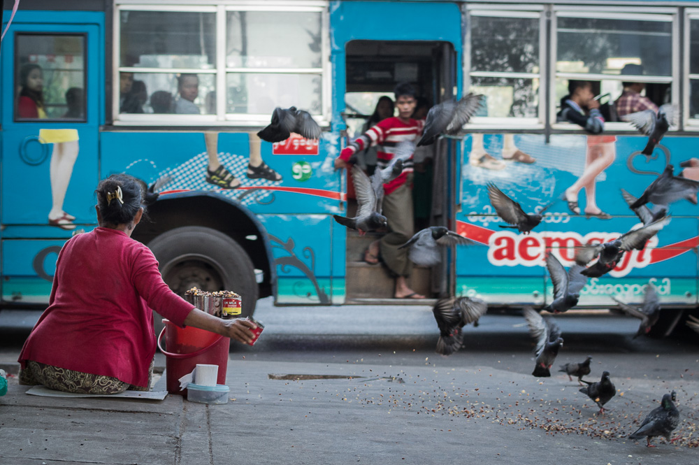 Yangon Pigeons