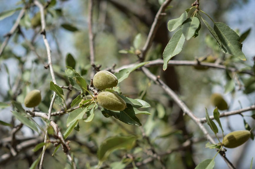 almonds