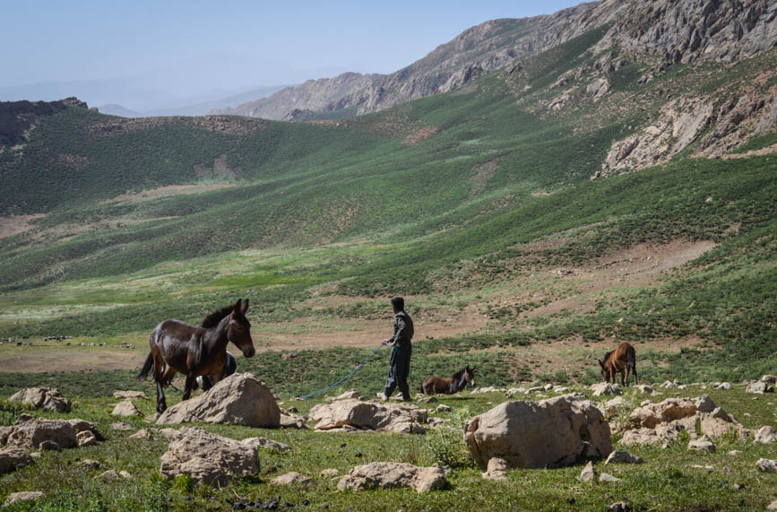 amir and his horses