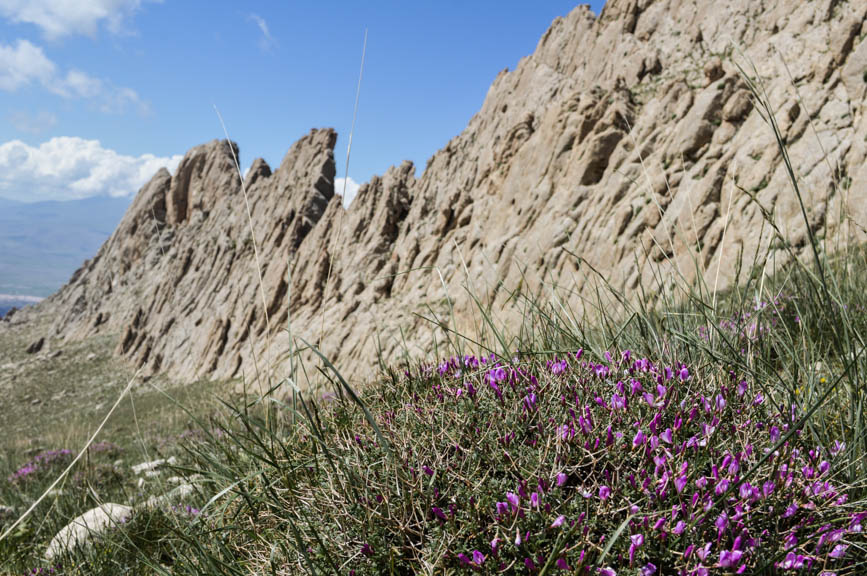 ararat flowers