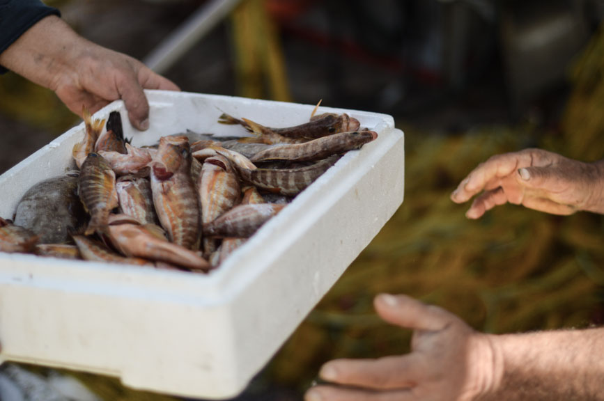 buying fish