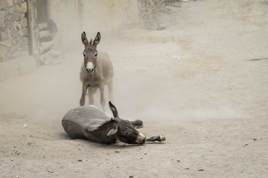 donkey sand bath