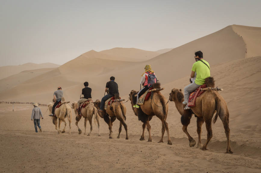 gansu camels