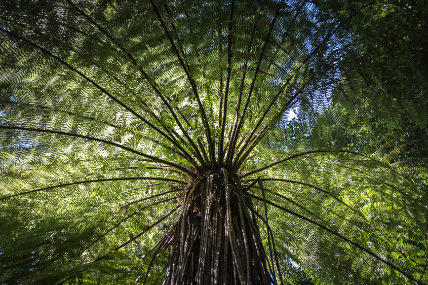 heaphy fern