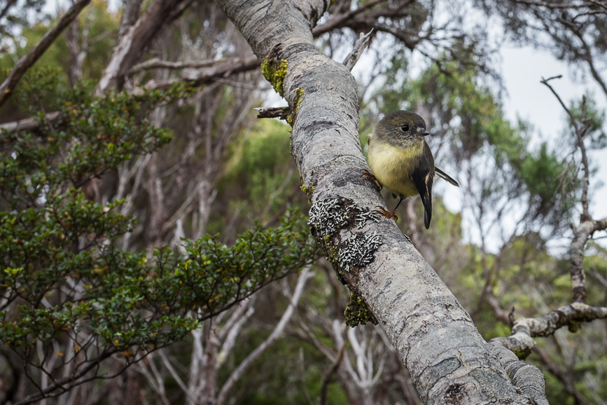 heaphy tweety