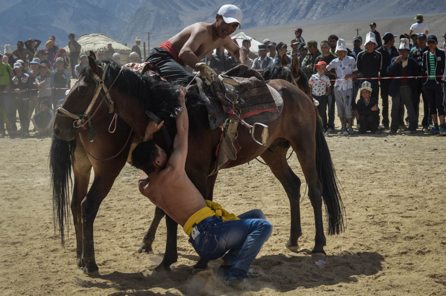 horse wrestling