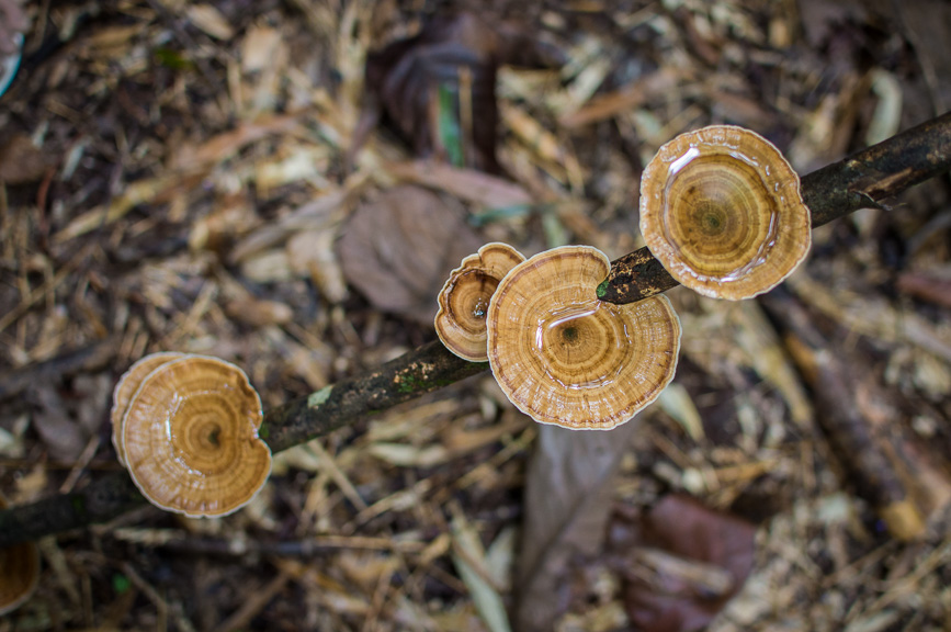 jungle papaya mushroom