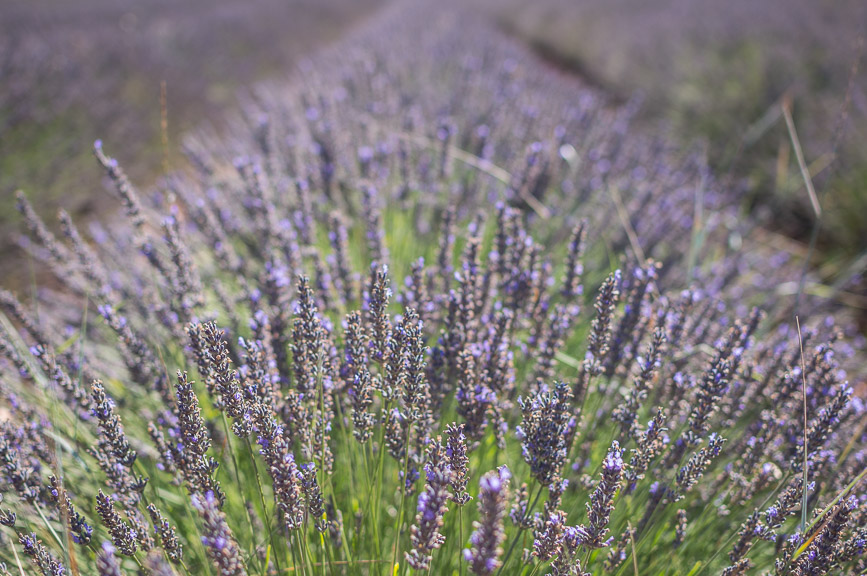 French Provence LARGE LAVENDER SACHET - Pure and Natural Raw