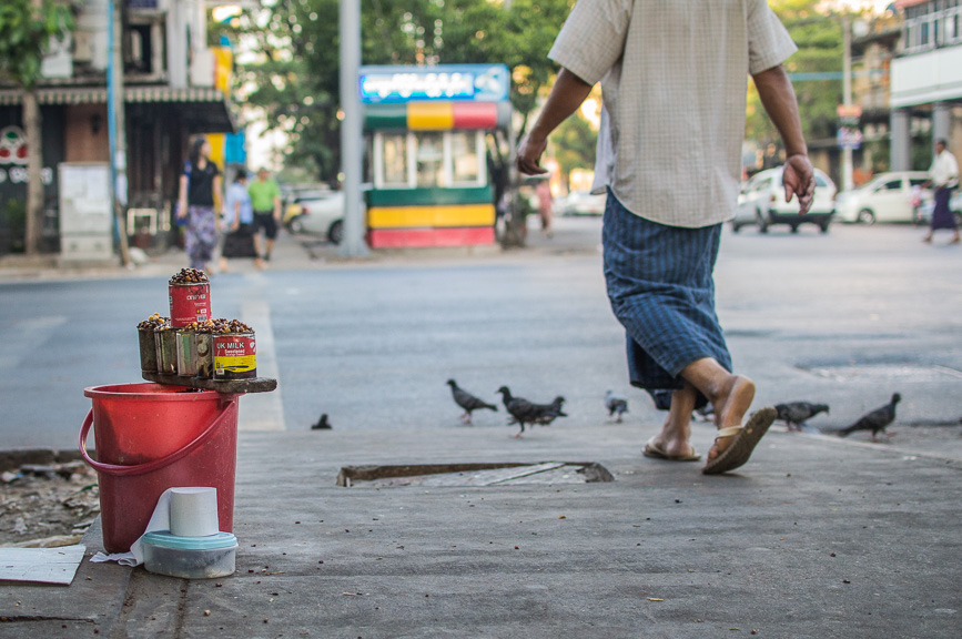 yangon birds