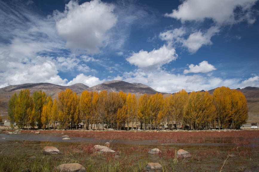 yellow paintbrushes