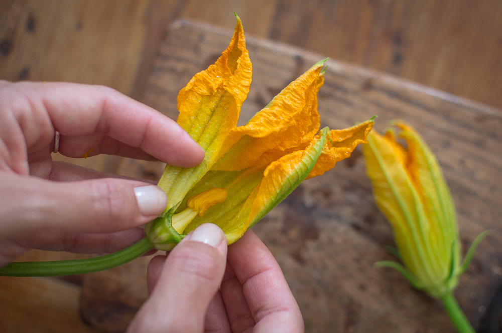 zucchini blossoms pistil